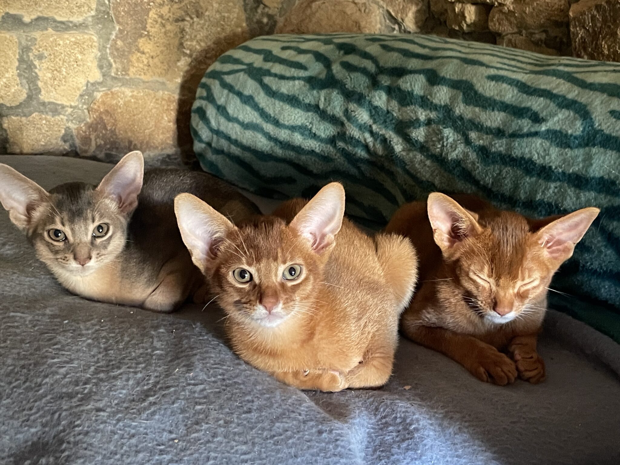 Elevage Chats Abyssins – Chat Abyssin A Donner – UAKU